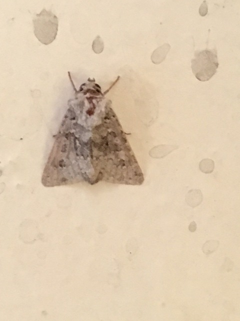 Hecatera dysodea - parajbagoly