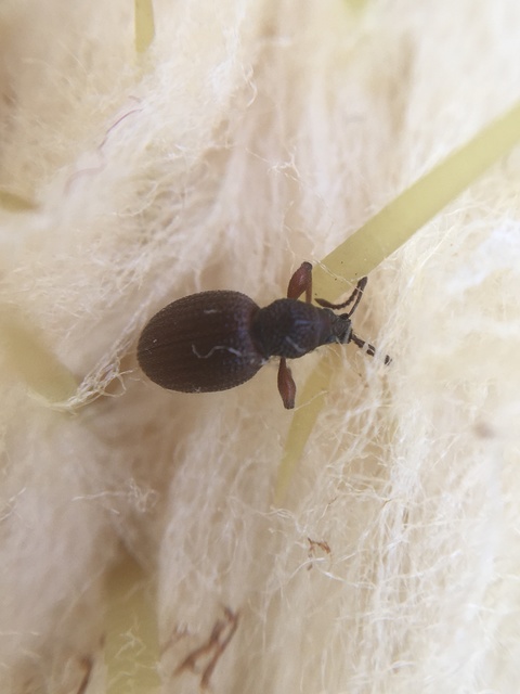 Otiorhynchus ovatus - apró gyalogormányos