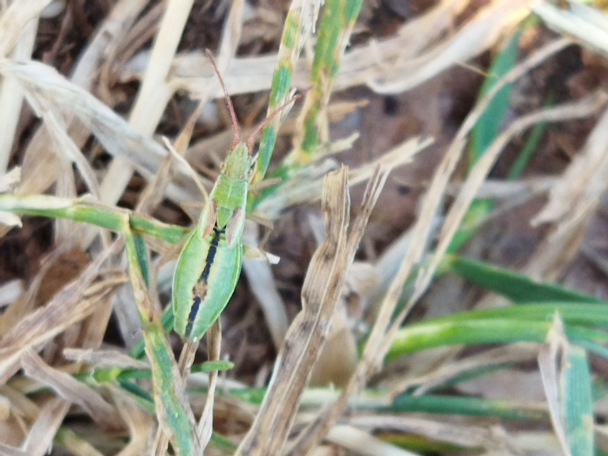 Myrmus miriformis - kurtaszárnyú karimáspoloska