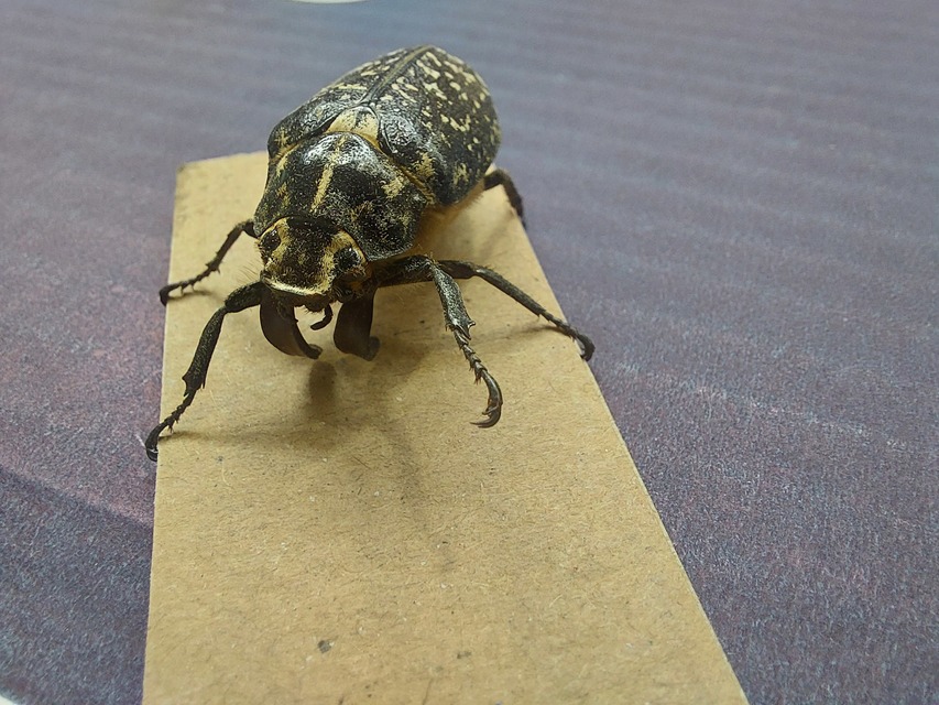 Polyphylla fullo - csapó cserebogár