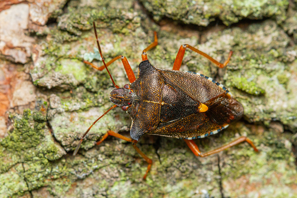 Pentatoma rufipes - vöröslábú címerespoloska Pentatoma rufipes - vöröslábú címerespoloska