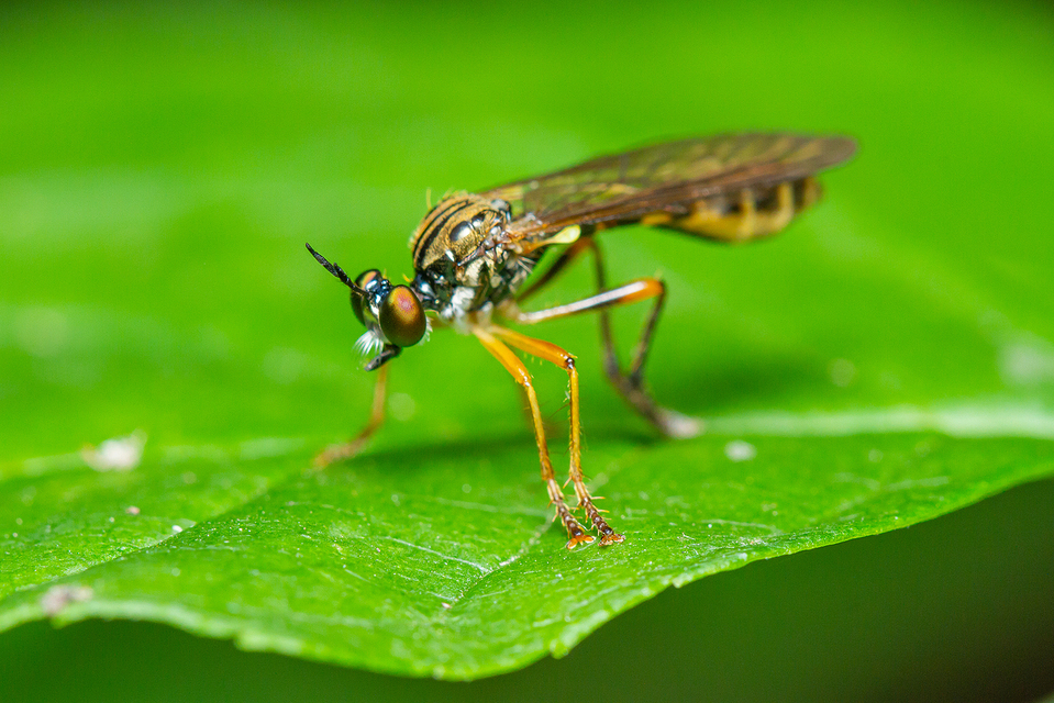 Dioctria linearis - karcsú héjalégy