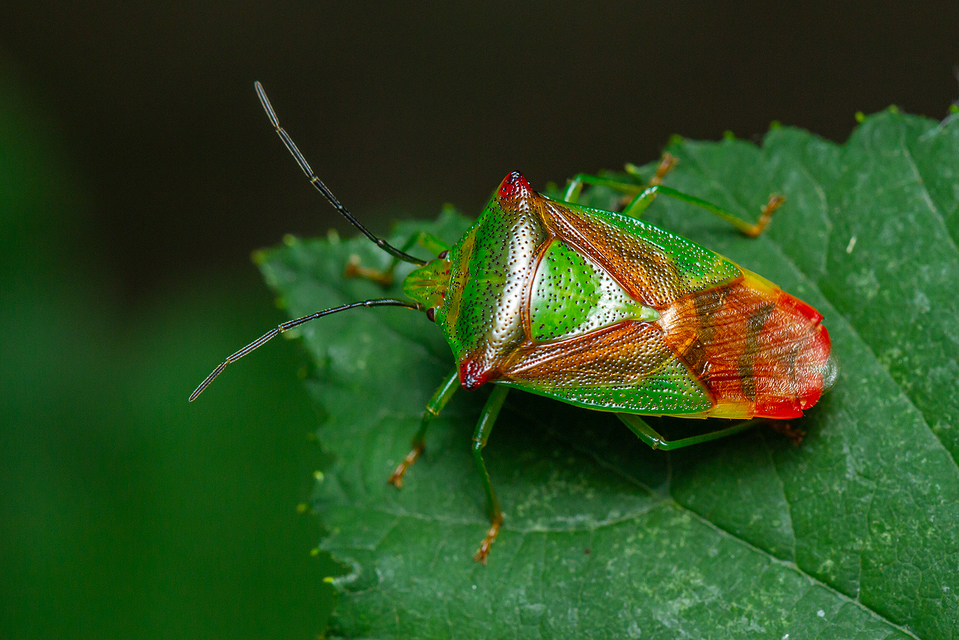Acanthosoma haemorrhoidale - nagy dajkapoloska Acanthosoma haemorrhoidale - nagy dajkapoloska