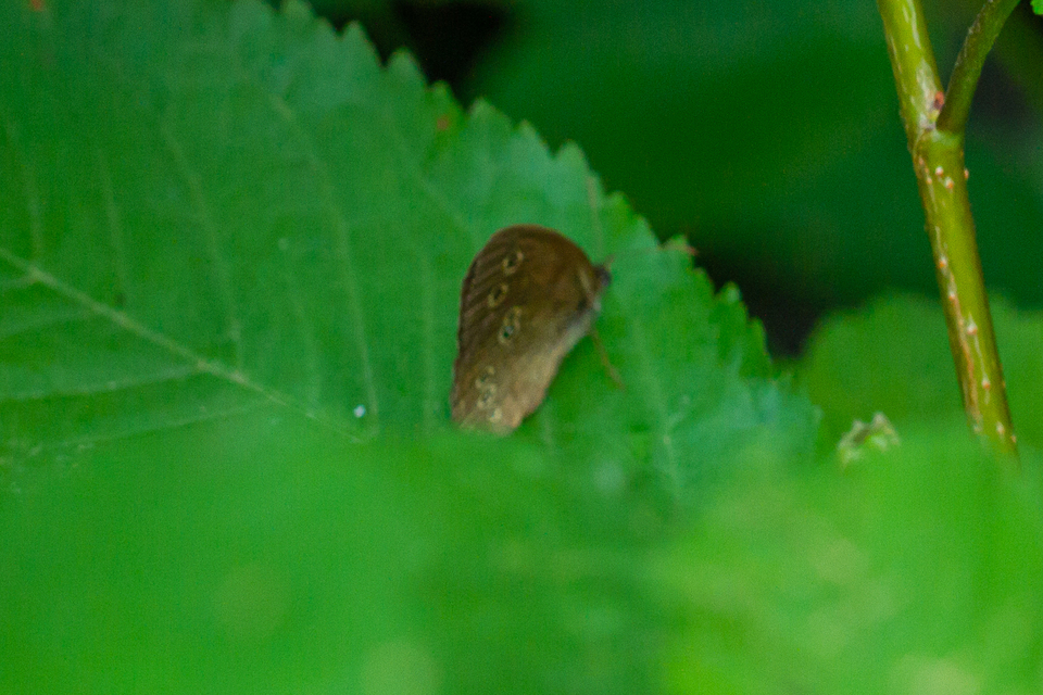 Aphantopus hyperanthus - közönséges ökörszemlepke