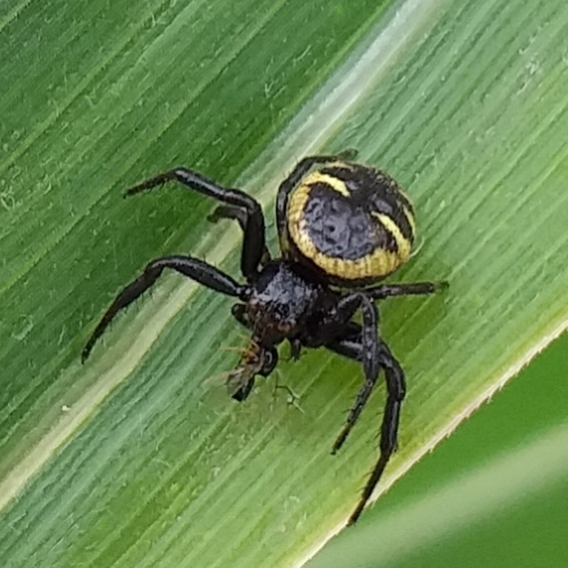 Synema globosum/ornatum