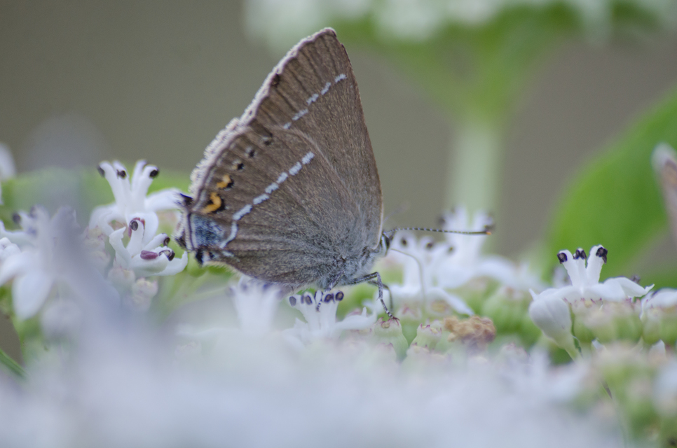 Satyrium spini - kökény-csücsköslepke