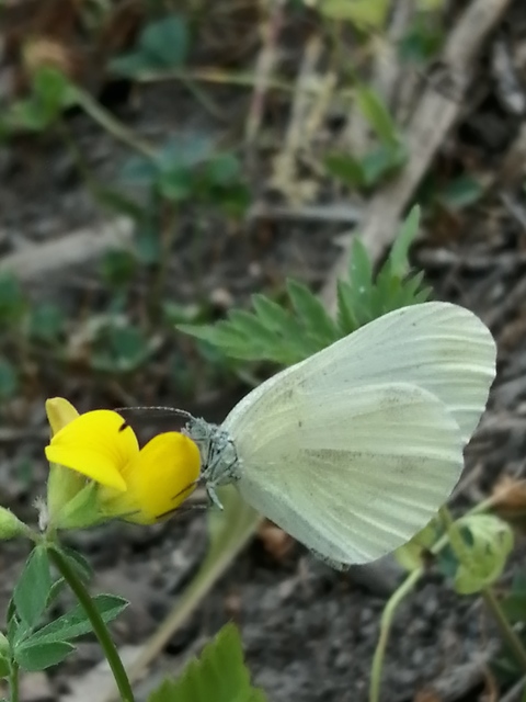 Leptidea sinapis/juvernica