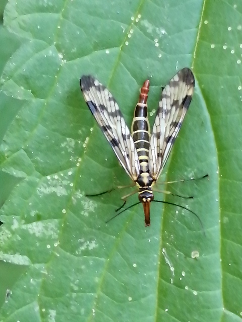 Panorpa communis/vulgaris