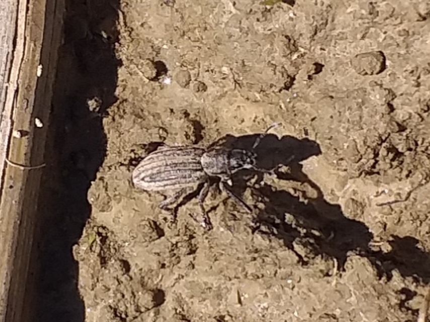 Tanymecus dilaticollis - kukorica-hegyesfarúbarkó