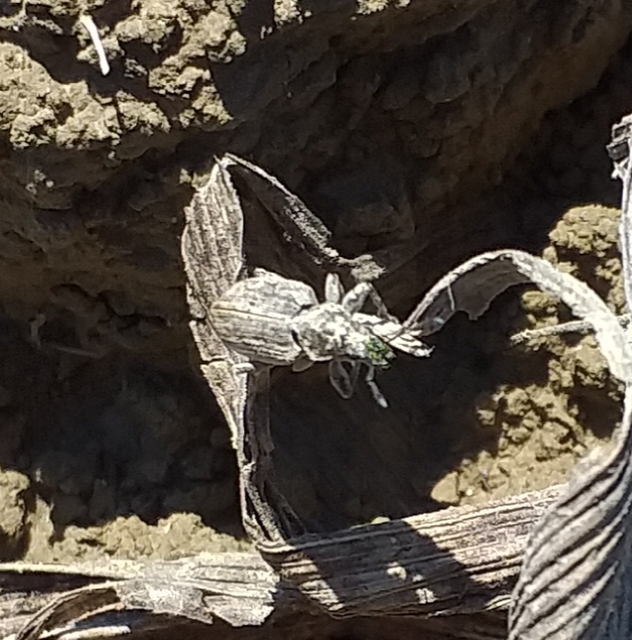 Tanymecus dilaticollis - kukorica-hegyesfarúbarkó