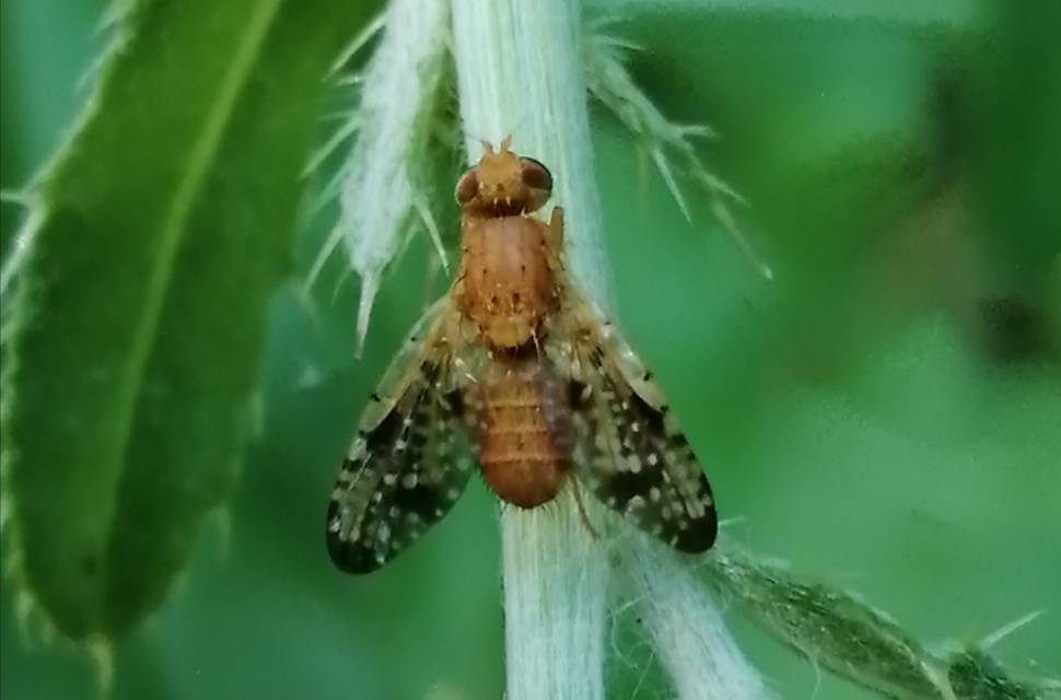 Xyphosia miliaria