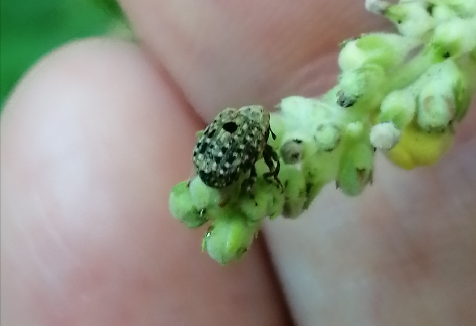 Cionus thapsus - kis ökörfarkkóró-gömbormányos