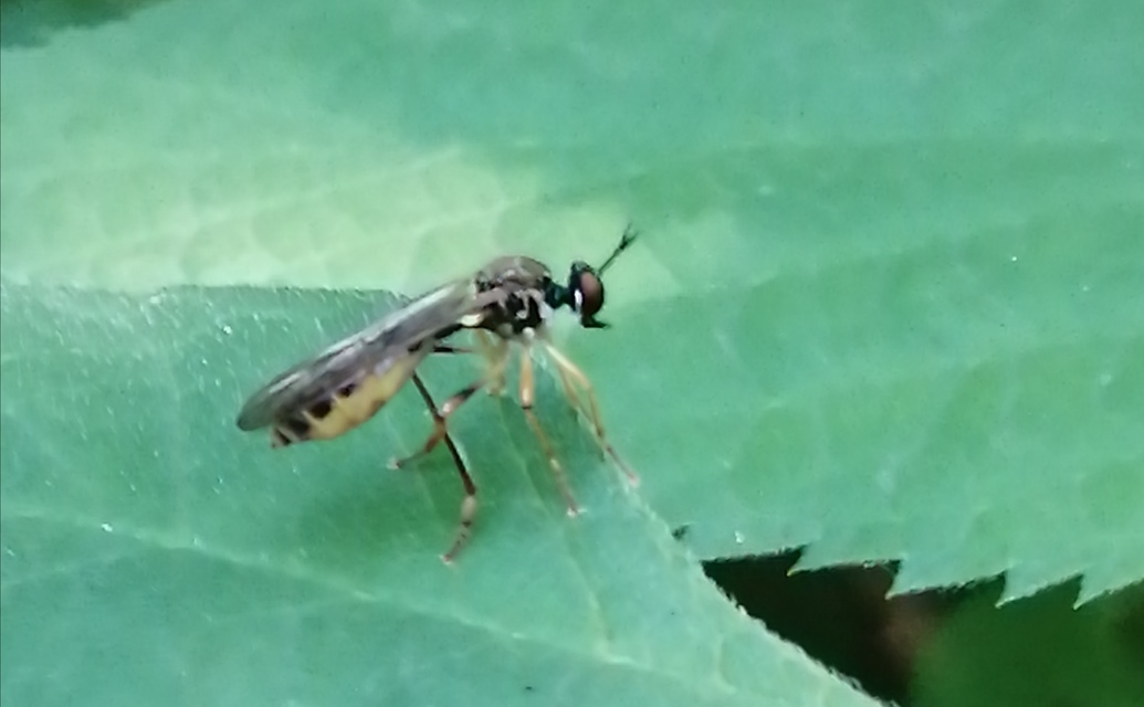 Dioctria linearis - karcsú héjalégy