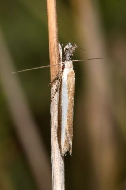 Pleurota aristella - ezüstsávos csíkosmoly