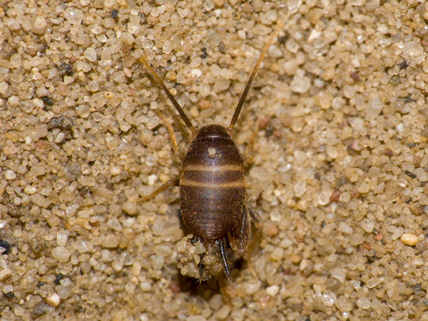 Myrmecophilus acervorum - közép-európai hangyásztücsök