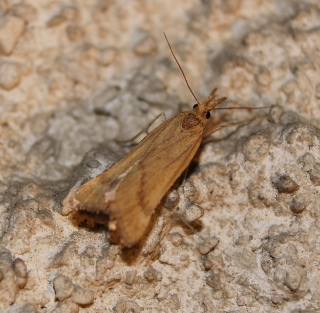 Synaphe punctalis - hosszúlábú fényilonca
