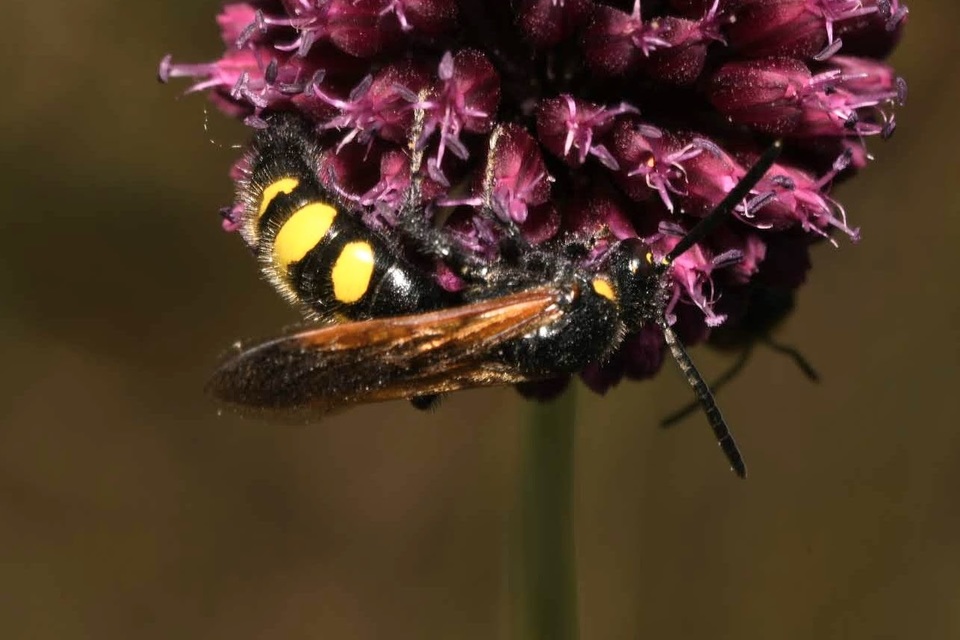 Scolia fusciformis - mediterrán tőrösdarázs