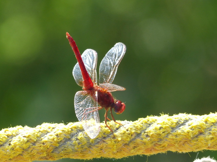 Crocothemis erythraea - skarlát szitakötő