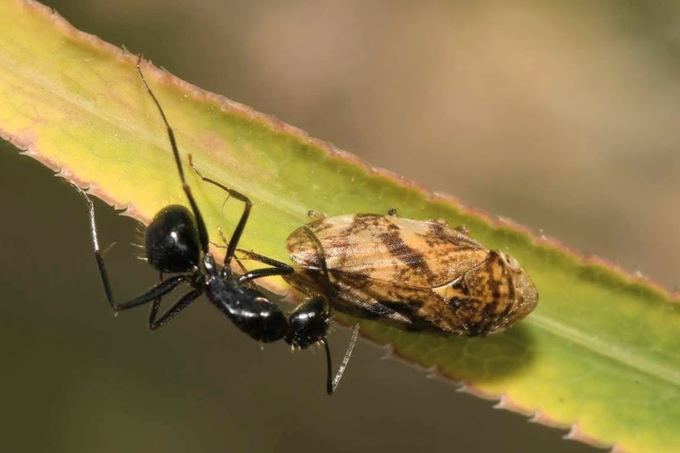 Camponotus aethiops - szőrös lóhangya