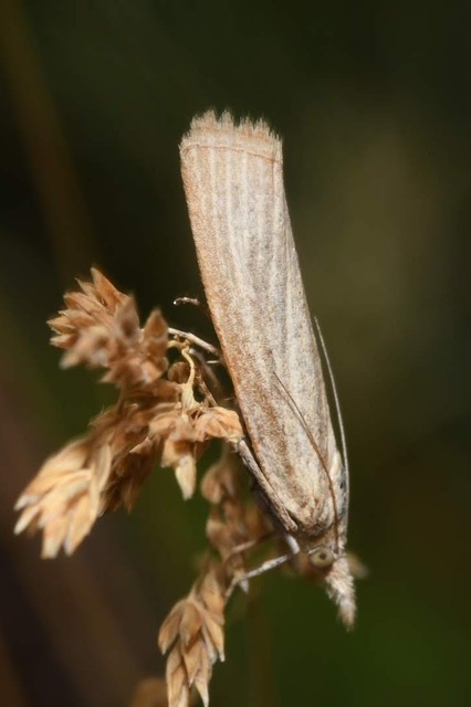 Crambus perlella - gyöngyházas fűgyökérmoly