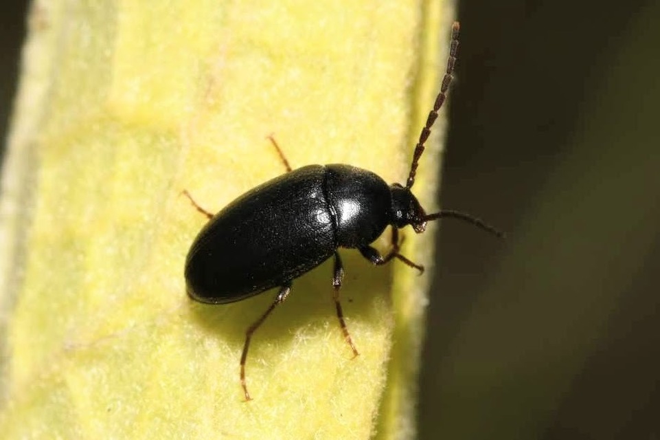 Hymenalia morio - magyar alkonybogár