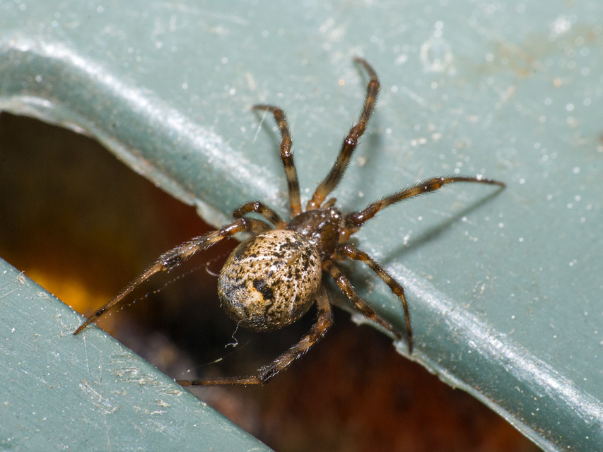 Parasteatoda tepidariorum - üvegházi törpepók