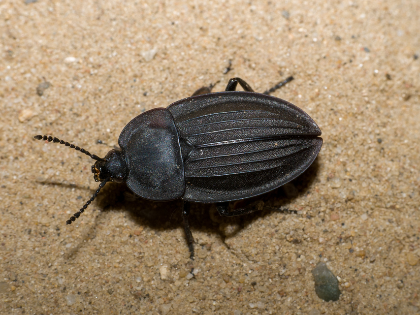 Silpha carinata - karimás dögbogár