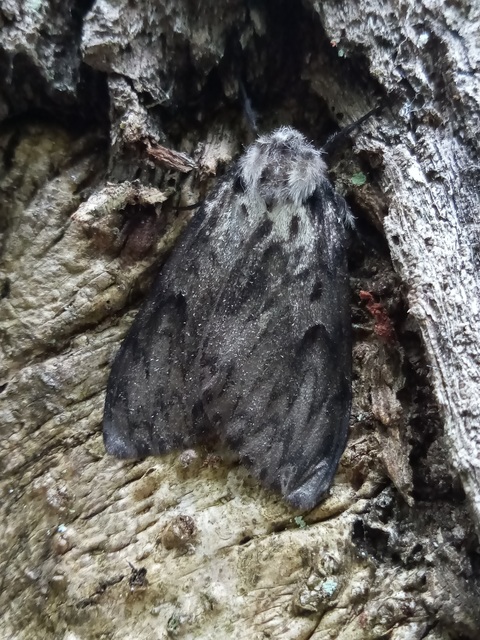 Lymantria monacha - apácalepke