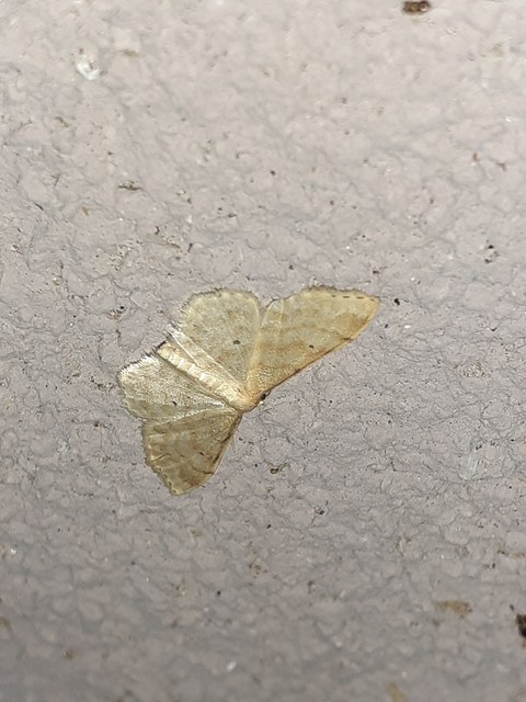 Idaea fuscovenosa - szürkeszélű apróaraszoló