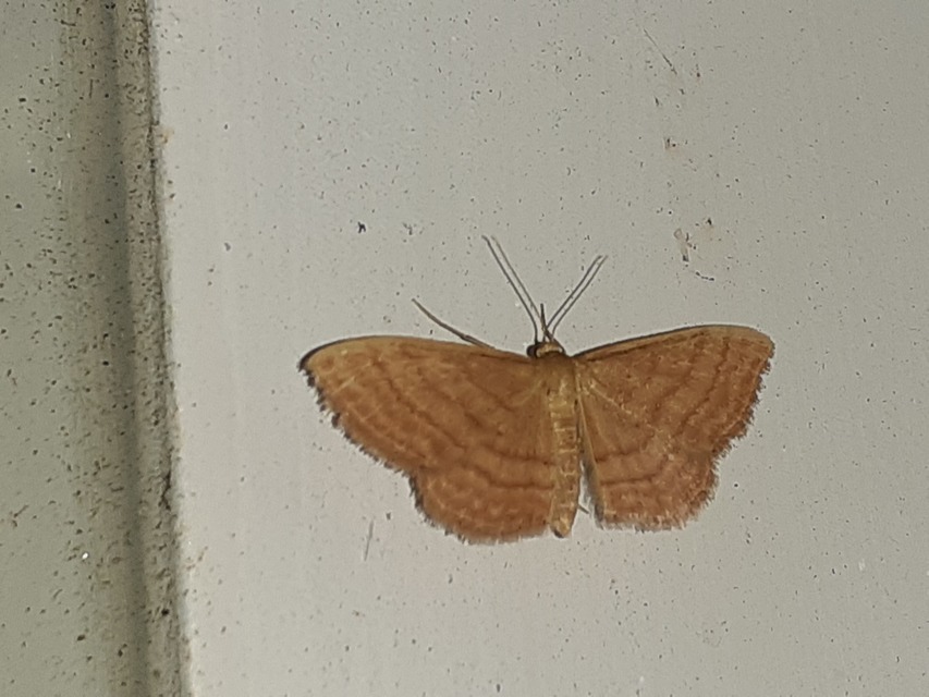 Idaea ochrata - okkerszínű sávosaraszoló