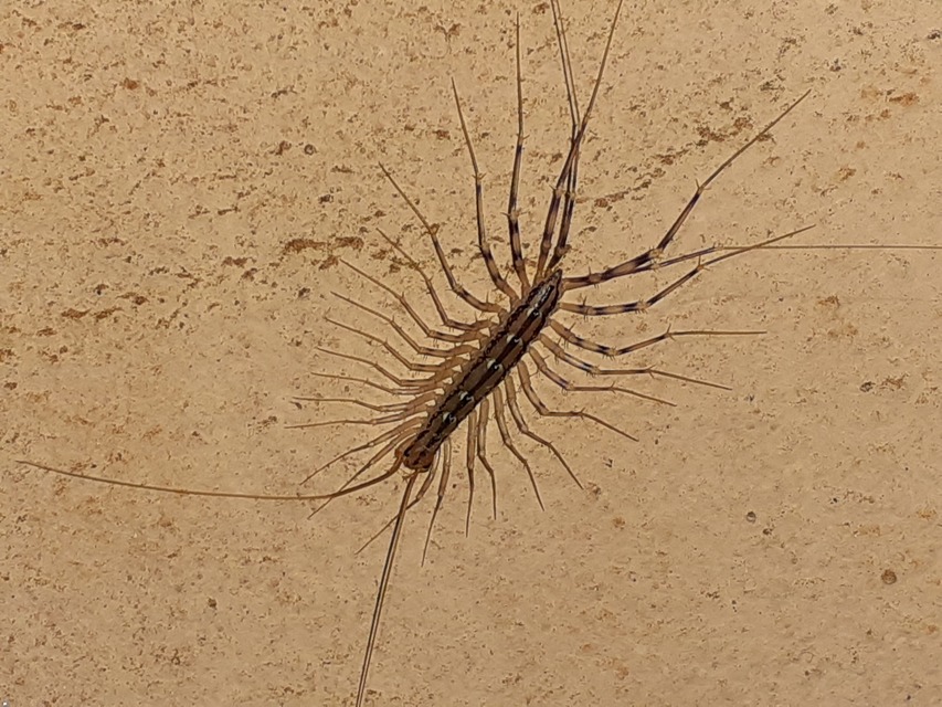 Scutigera coleoptrata - légyölő pókszázlábú