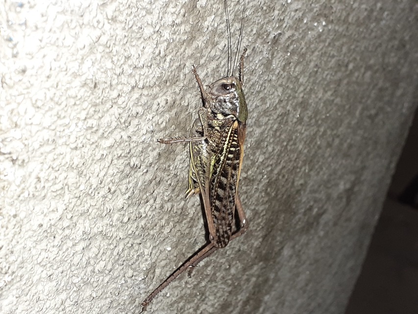Decticus verrucivorus - szemölcsevő szöcske