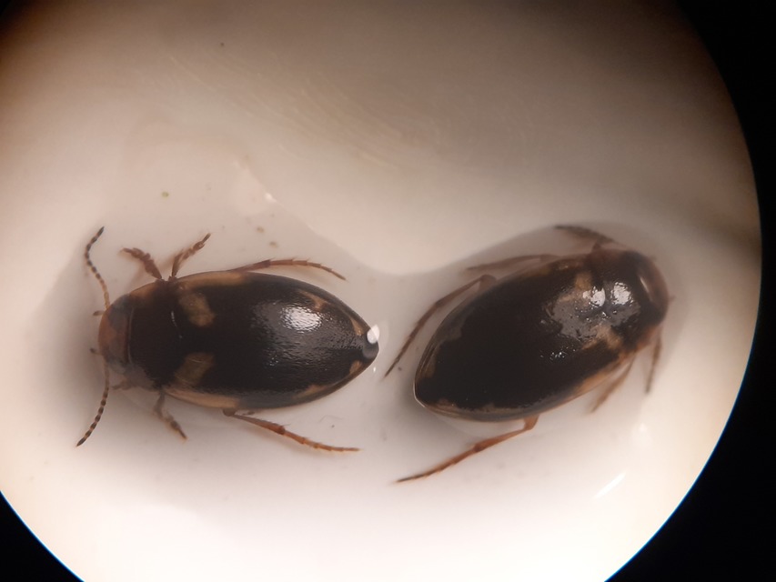 Hydroporus palustris - mocsári kiscsíkbogár