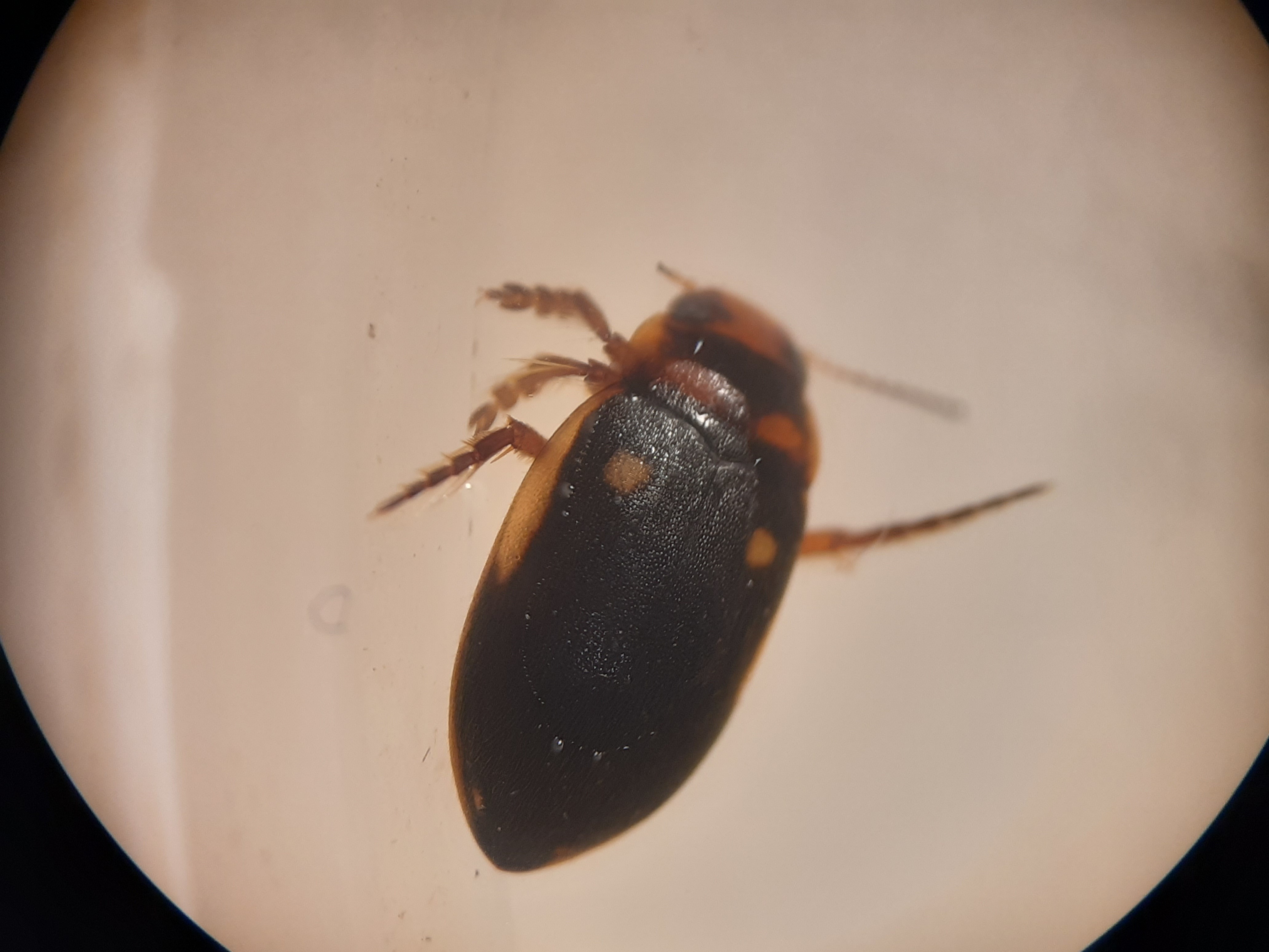 Hydroporus dorsalis