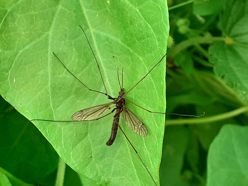 Nigrotipula nigra