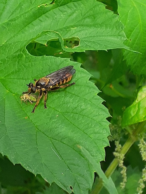 Choerades fimbriata/fulva