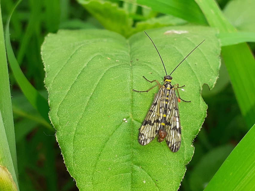 Panorpa communis/vulgaris
