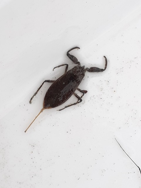 Nepa cinerea - víziskorpió