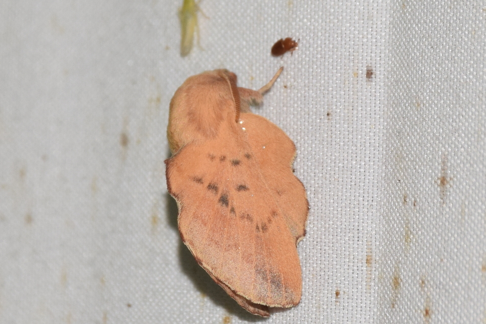 Phyllodesma tremulifolia - nyárlevélpohók