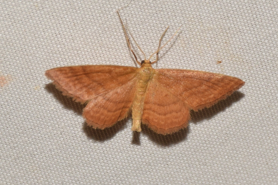 Idaea ochrata - okkerszínű sávosaraszoló