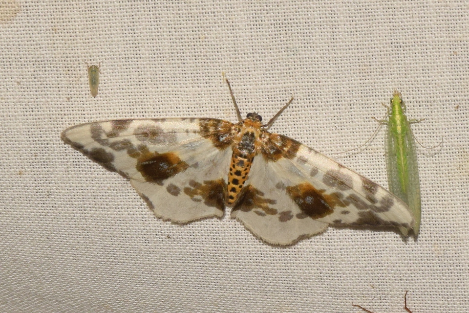 Abraxas sylvata - sárgafoltos araszoló