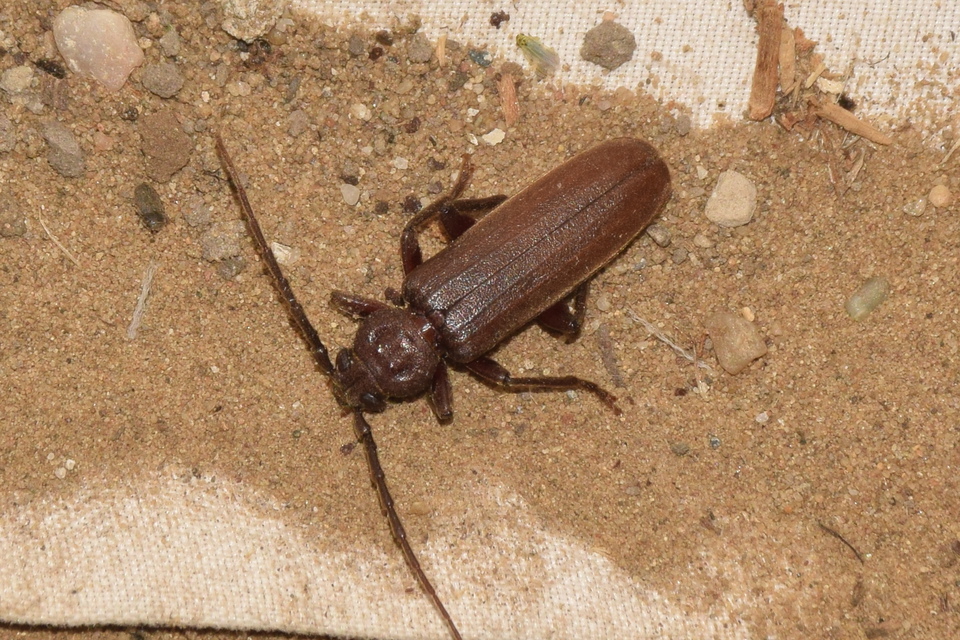 Arhopalus rusticus - gödrösnyakú cincér