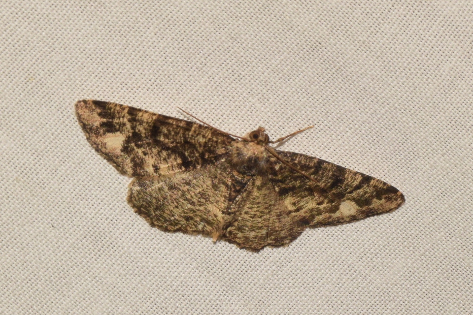 Parectropis similaria - barna zuzmóaraszoló