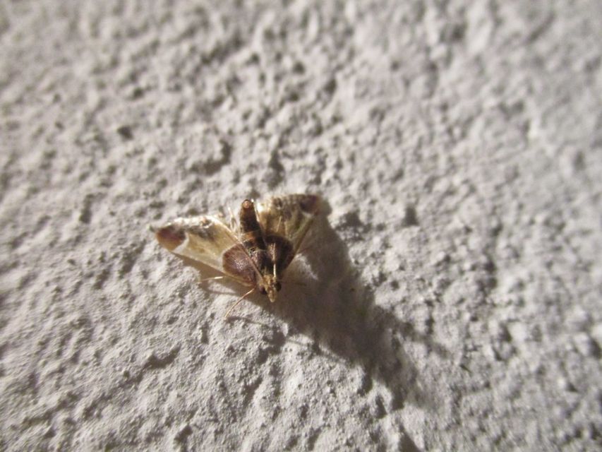 Pyralis farinalis - lisztilonca
