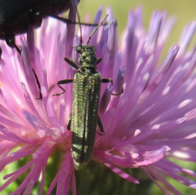 Oedemera virescens - zöldes álcincér