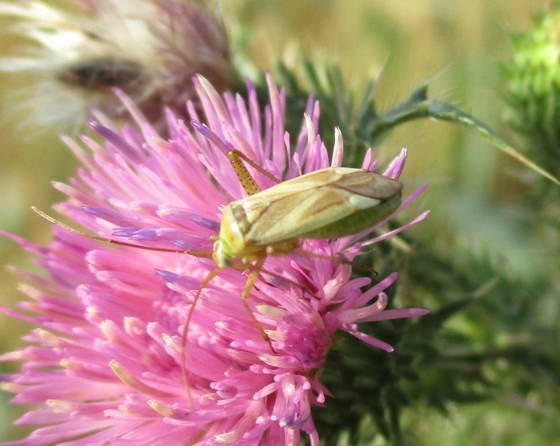 Adelphocoris lineolatus - lucernapoloska