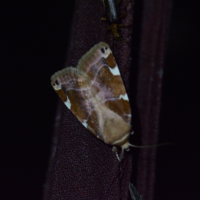 Cosmia diffinis - szilfa-lombbagoly