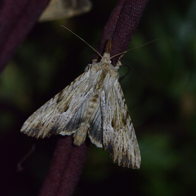 Apamea lithoxylaea - fakó dudvabagoly