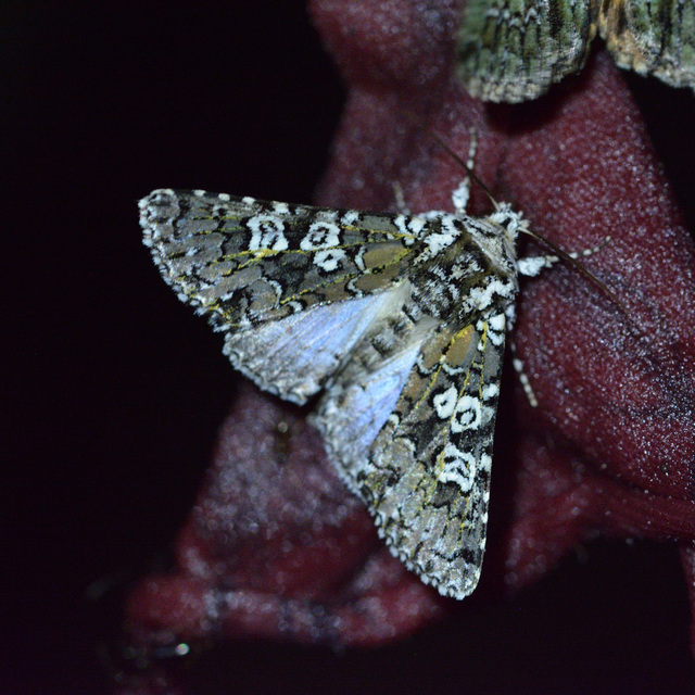 Lamprosticta culta - hármasfoltú bagoly