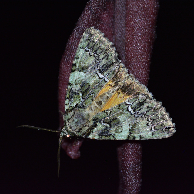 Polyphaenis sericata - selyemfényű erdeibagoly